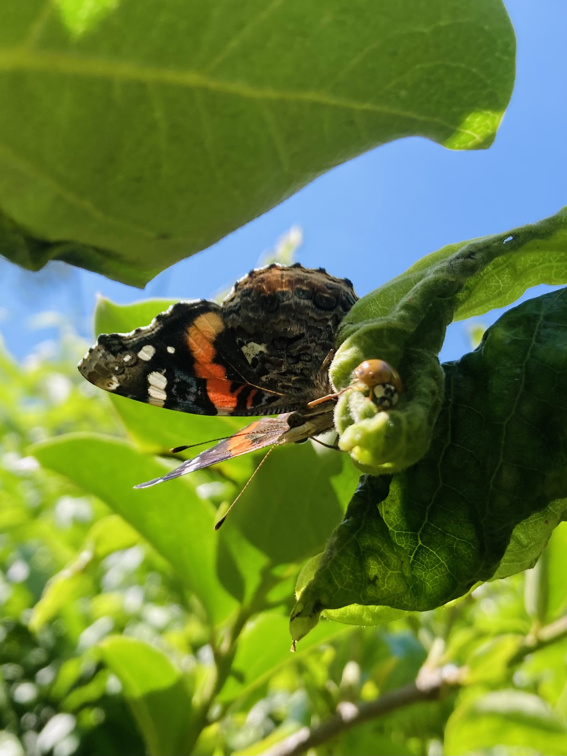 red admiral butterfly and ladybug resting on a peach tree branch