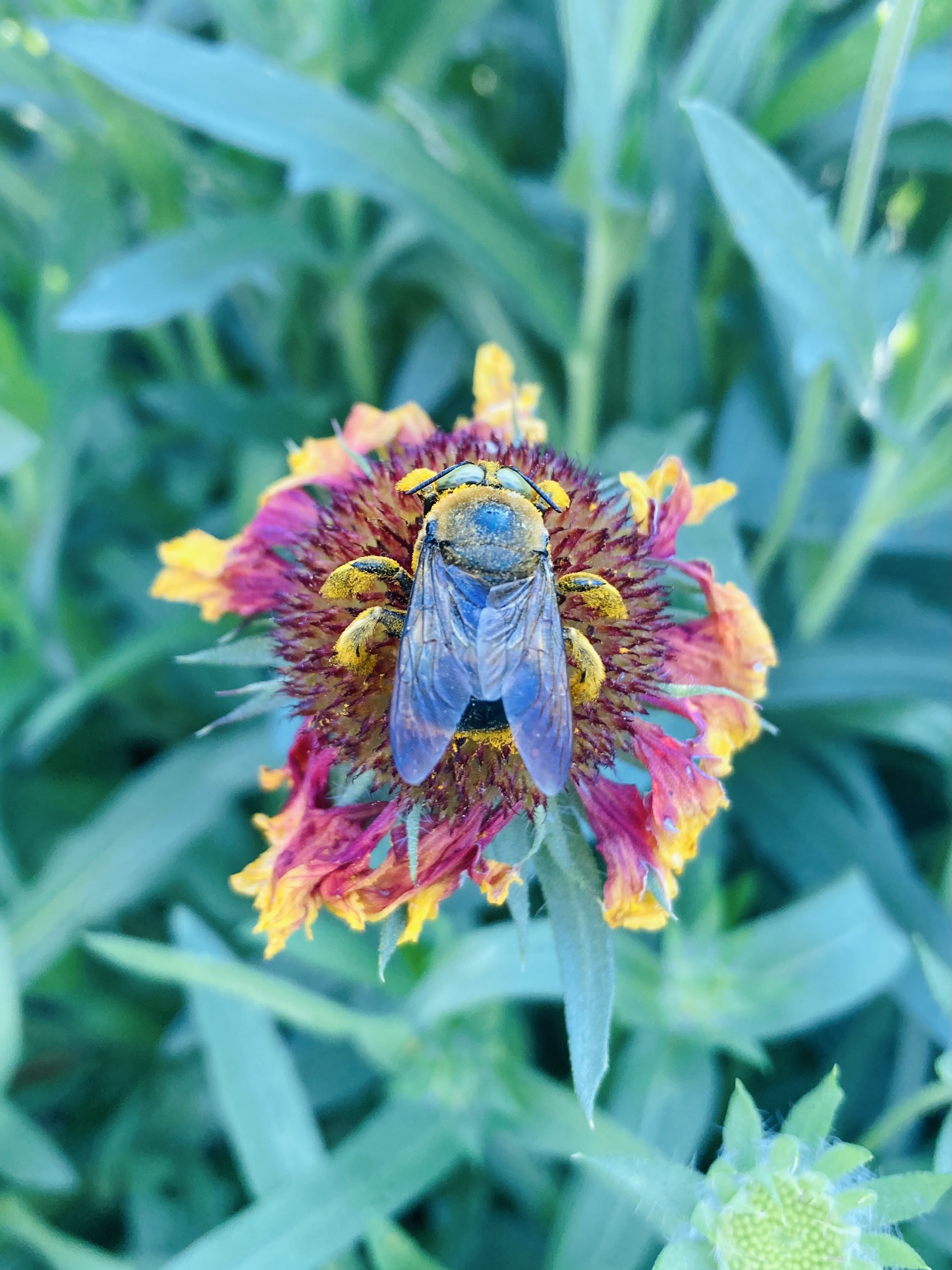 carpenter bee covered in yellow pollen feeding on a vibrant blanket flower