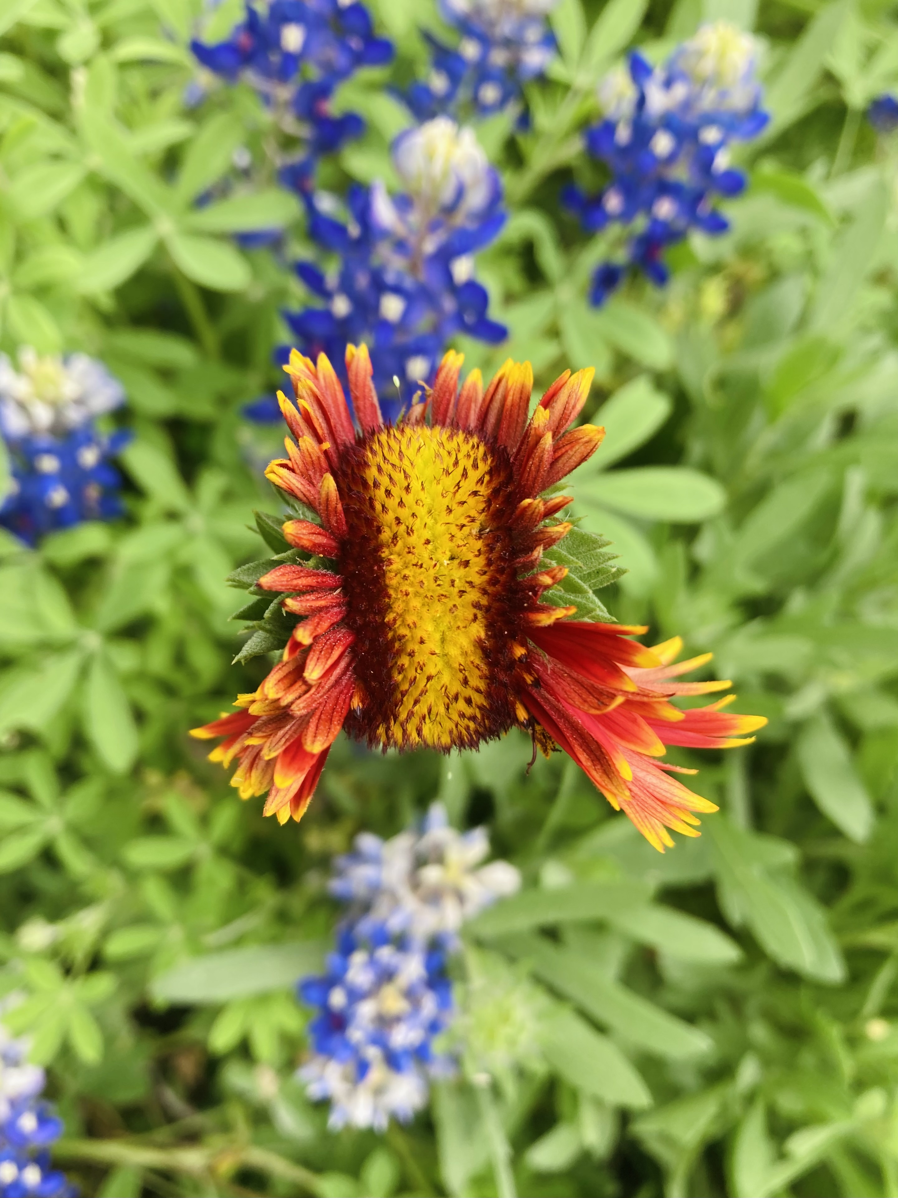 close-up of a blanket flower with striking asymmetrical petal growth