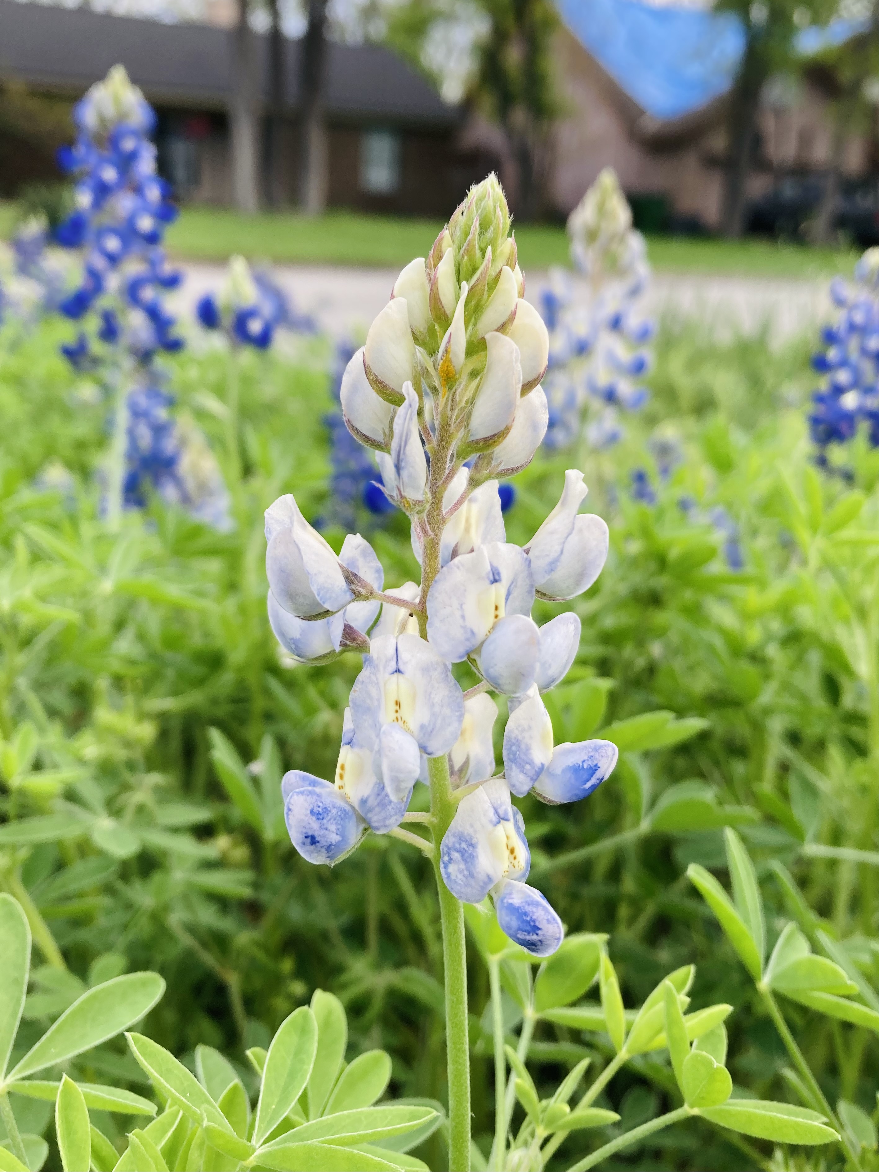 close-up of a bluebonnet flower with unique lighter color variation