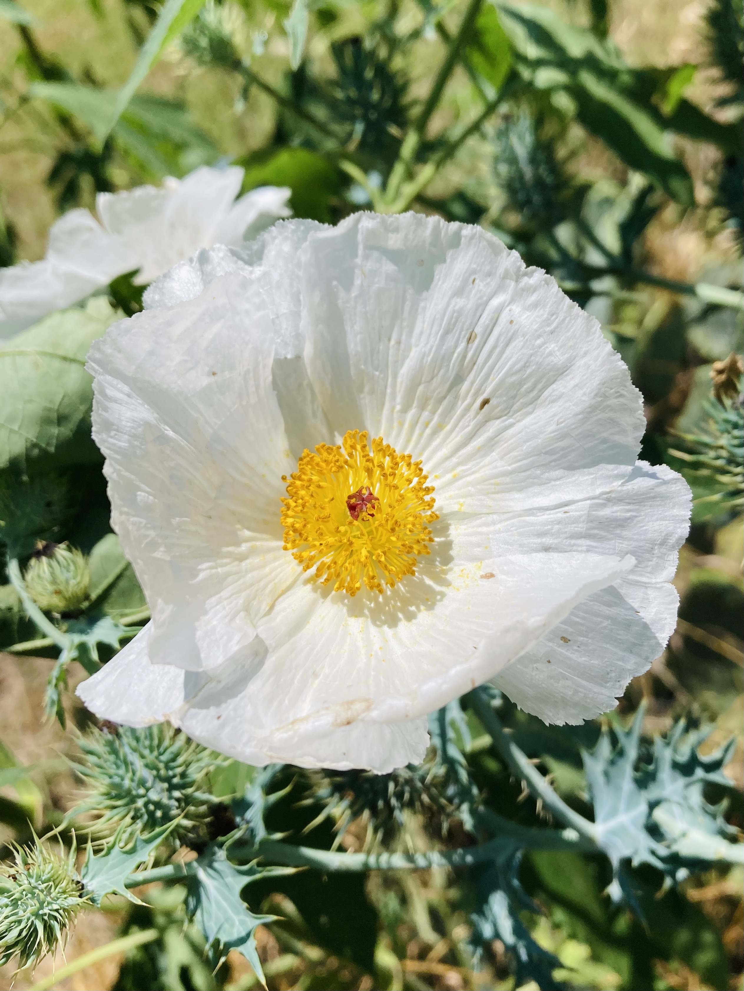 delicate white corn poppy flower blooming amidst thorny brambles