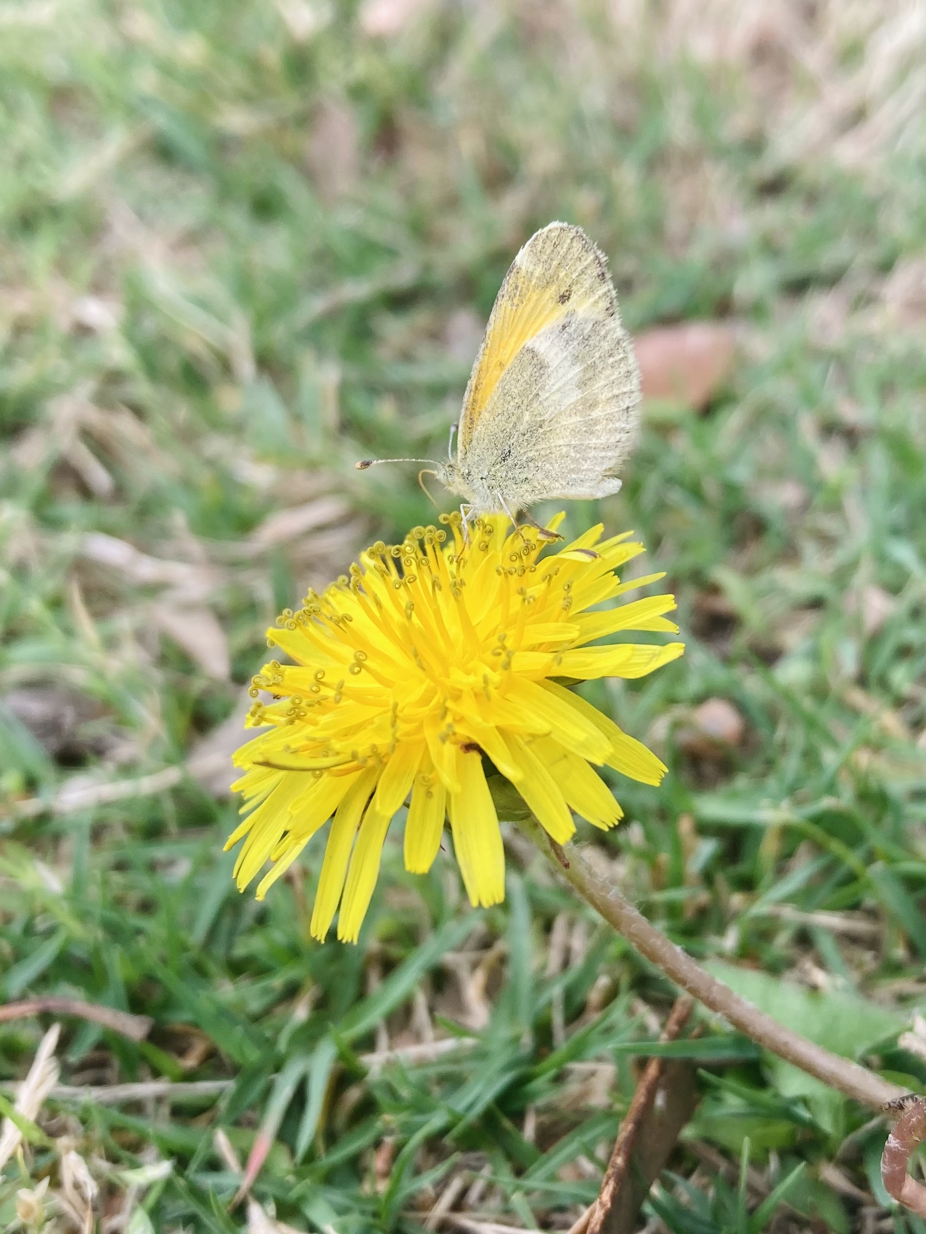 dainty sulphur butterfly perched on a yellow dandelion flower